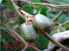 觀賞獼猴桃新品種——滿(mǎn)天星